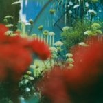 Pulled Apart By Horses - The Haze (Caroline)