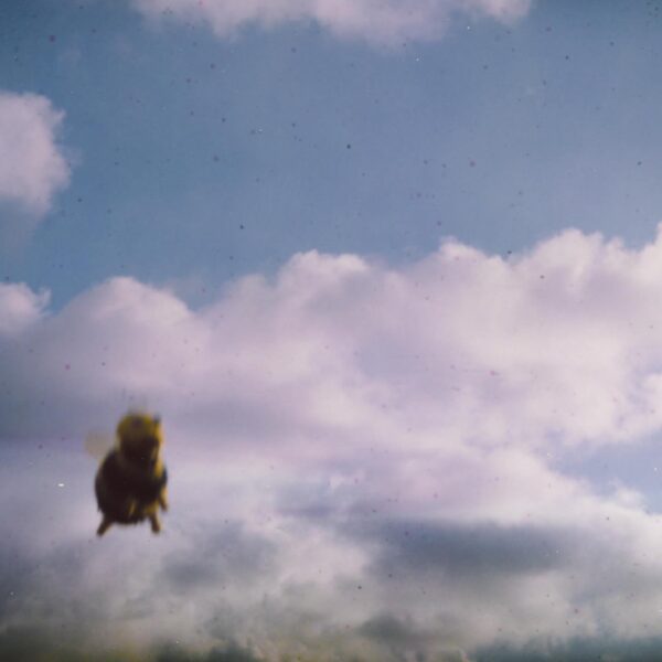 pond stung album art 600x600 1