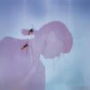 Ichiko APhoto LC1 9900000000079e3c