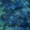 IchikoAoba LuminescentCreatures packshot 9900000000079e3c